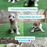Parson russell terrier