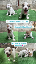 Parson russell terrier