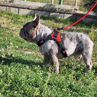 Stallone/Monta Lilac Merle carr.Isabella Bull.Fran