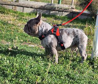 Stallone/Monta Lilac Merle carr.Isabella Bull.Fran