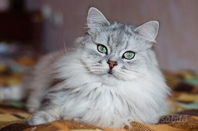Gatti di razza siberiani