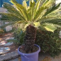 cycas