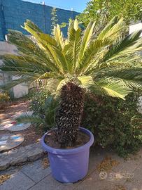cycas