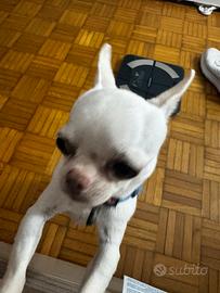 Chihuahua