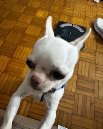 Chihuahua