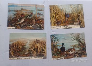cartoline Vintage  uccelli acquatici. 