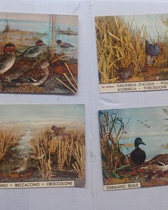 cartoline Vintage  uccelli acquatici. 