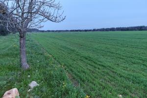 TERRENO A FRANCAVILLA FONTANA c.da PETROSA