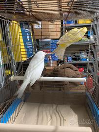 Coppia di canarini anellati 2025