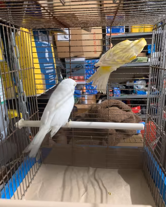 Coppia di canarini anellati 2025