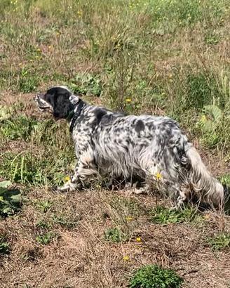 Setter inglese
