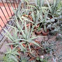 PIANTA GRASSA ALOE VERA varie dimensioni