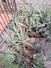 PIANTA GRASSA ALOE VERA varie dimensioni