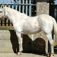 Stupenda cavalla appaloosa smazzettata