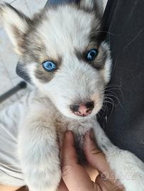 Cuccioli Husky Siberian