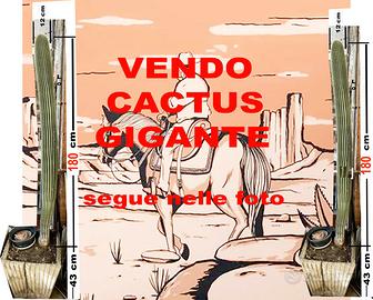 CACTUS GIGANTE A PREZZO RIDICOLO