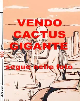 CACTUS GIGANTE A PREZZO RIDICOLO