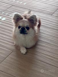 Chihuahua ipertipico per accoppiamento