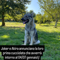 Cane Lupo Cecoslovacco