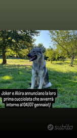 Cane Lupo Cecoslovacco