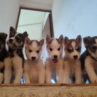 Cuccioli Siberian Husky