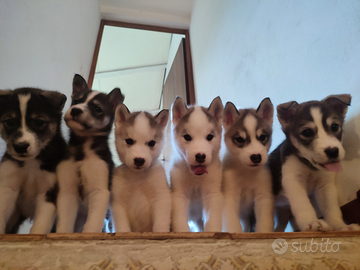 Cuccioli Siberian Husky