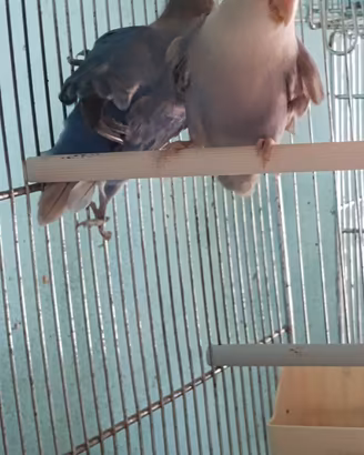 Inseparabili roseicollins