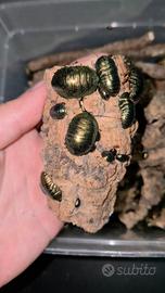 Pseudoglomeris magnifica, blatta smeraldo