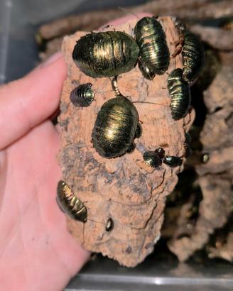 Pseudoglomeris magnifica, blatta smeraldo