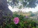 ter-agricolo-a-polignano-a-mare