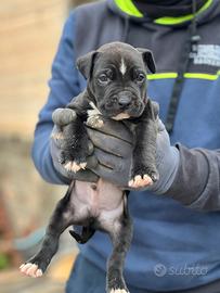 American pitbull terrier