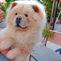 Chow Chow per accoppiamento