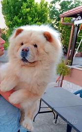 Chow Chow per accoppiamento