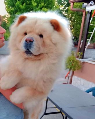 Chow Chow per accoppiamento