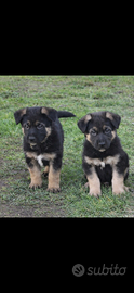 Cuccioli pastore tedesco
