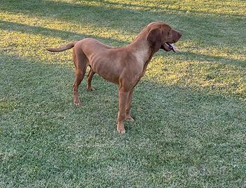 BILL – Vizsla (Bracco Ungherese) maschio di 5 anni