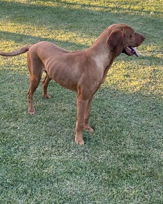 BILL – Vizsla (Bracco Ungherese) maschio di 5 anni