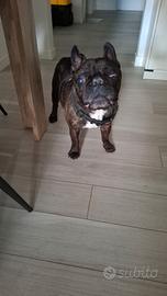 Ragalo bulldog francese 