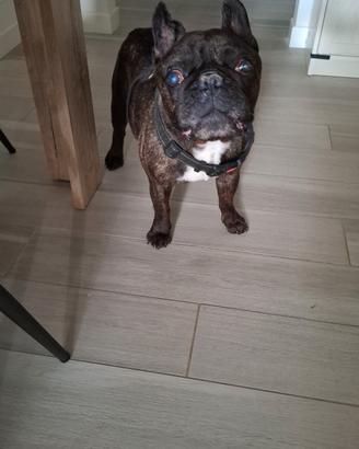 Ragalo bulldog francese 