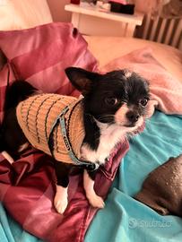 Disponibile per accoppiamento