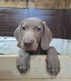 Weimaraner  x monte