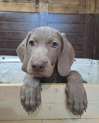 Weimaraner  x monte
