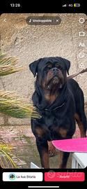 Rottweiler