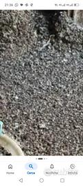 guano di piccioni 