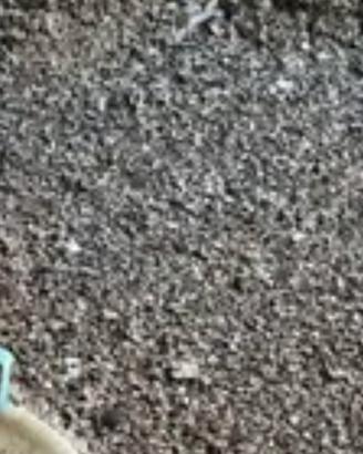 guano di piccioni 