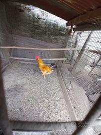 Gallo biondo di Villanova