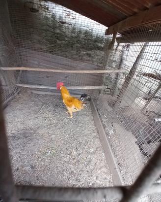 Gallo biondo di Villanova