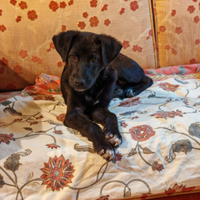 Fly cucciola speciale