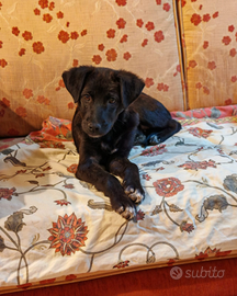 Fly cucciola speciale