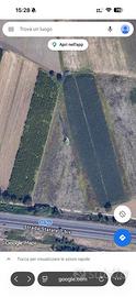 TERRENO AGRICOLO 10.000mq - Casal di Principe